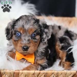 Rover, Cavapoo Puppy